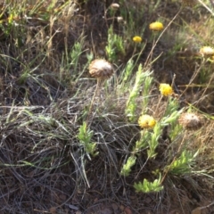 Leptorhynchos squamatus at Ngunnawal, ACT - 20 Nov 2015