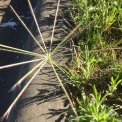 Chloris truncata (Windmill Grass) at Ngunnawal, ACT - 20 Nov 2015 by GeoffRobertson