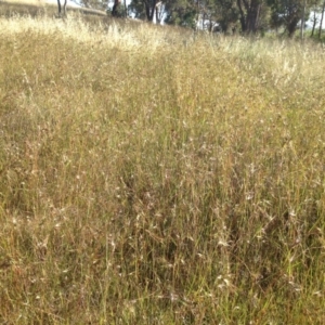 Themeda triandra at Ngunnawal, ACT - 20 Nov 2015 07:51 AM