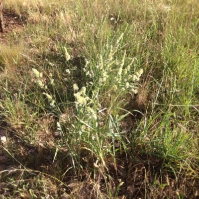 Dactylis glomerata (Cocksfoot) at Ngunnawal, ACT - 20 Nov 2015 by GeoffRobertson