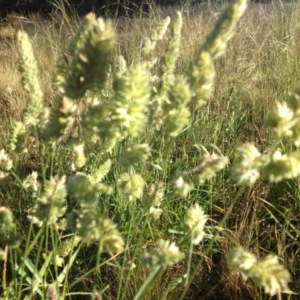 Dactylis glomerata at Ngunnawal, ACT - 20 Nov 2015