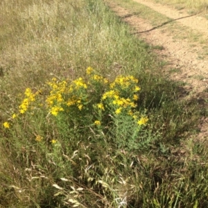 Hypericum perforatum at Ngunnawal, ACT - 20 Nov 2015