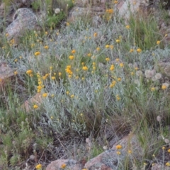 Chrysocephalum apiculatum (Common Everlasting) at Calwell, ACT - 7 Nov 2015 by MichaelBedingfield