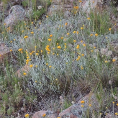 Chrysocephalum apiculatum (Common Everlasting) at Calwell, ACT - 7 Nov 2015 by MichaelBedingfield