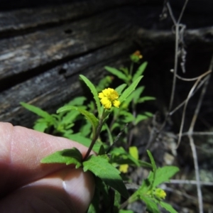 Sigesbeckia australiensis at Calwell, ACT - 7 Nov 2015 08:05 PM