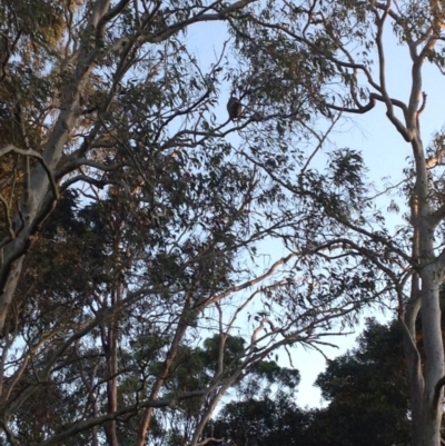 Phascolarctos cinereus (Koala) at Monaltrie, NSW - 17 Nov 2015 by wendyroyston