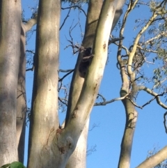 Phascolarctos cinereus (Koala) at Monaltrie, NSW - 18 Nov 2015 by wendyroyston