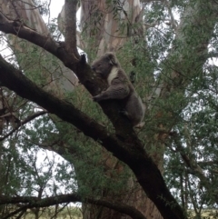 Phascolarctos cinereus (Koala) at Koallah, VIC - 10 Nov 2015 by Frances