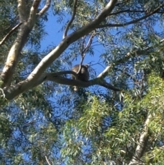 Phascolarctos cinereus (Koala) at Montacute, SA - 21 Nov 2015 by Spotto