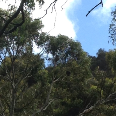 Phascolarctos cinereus (Koala) at Montacute, SA - 21 Nov 2015 by Spotto