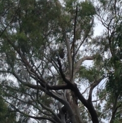 Phascolarctos cinereus (Koala) at Montacute, SA - 20 Nov 2015 by Spotto