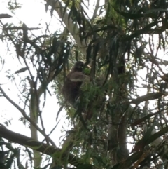 Phascolarctos cinereus (Koala) at Montacute, SA - 20 Nov 2015 by Spotto