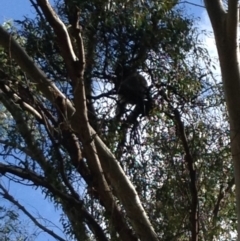 Phascolarctos cinereus (Koala) at Montacute, SA - 21 Nov 2015 by Spotto