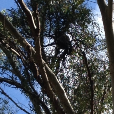 Phascolarctos cinereus (Koala) at Montacute, SA - 21 Nov 2015 by Spotto