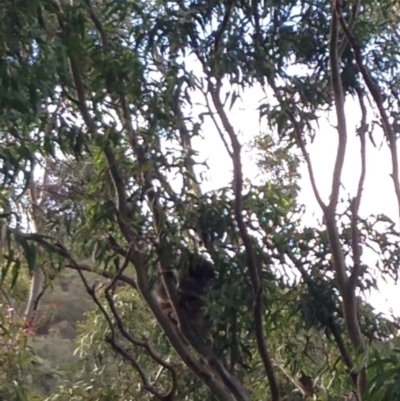 Phascolarctos cinereus (Koala) at Montacute, SA - 21 Nov 2015 by Spotto