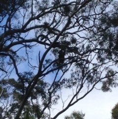 Phascolarctos cinereus (Koala) at Montacute, SA - 20 Nov 2015 by Spotto