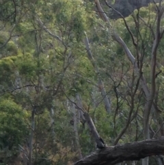 Phascolarctos cinereus (Koala) at Montacute, SA - 21 Nov 2015 by Spotto