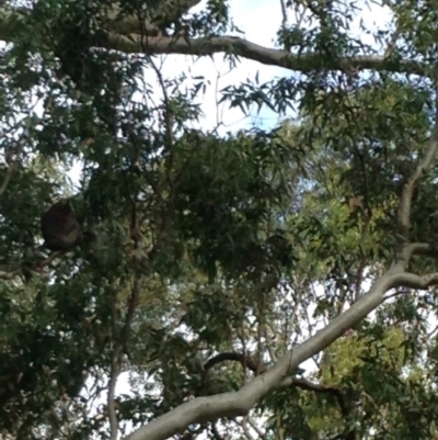 Phascolarctos cinereus (Koala) at Montacute, SA - 21 Nov 2015 by Spotto