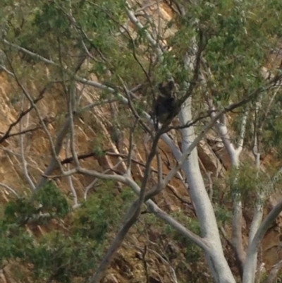 Phascolarctos cinereus (Koala) at Montacute, SA - 21 Nov 2015 by Spotto