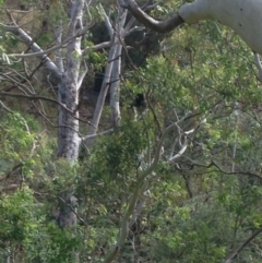 Phascolarctos cinereus (Koala) at Montacute, SA - 21 Nov 2015 by Spotto