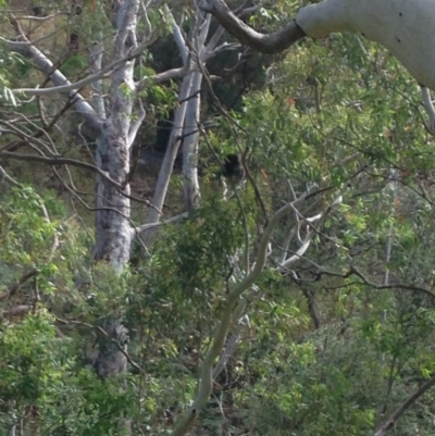 Phascolarctos cinereus (Koala) at Montacute, SA - 21 Nov 2015 by Spotto