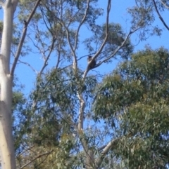 Phascolarctos cinereus (Koala) at Montacute, SA - 20 Nov 2015 by Spotto