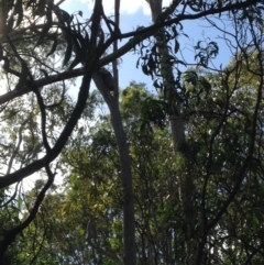 Phascolarctos cinereus (Koala) at Montacute, SA - 21 Nov 2015 by Spotto