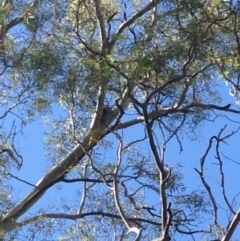 Phascolarctos cinereus (Koala) at Montacute, SA - 21 Nov 2015 by Spotto