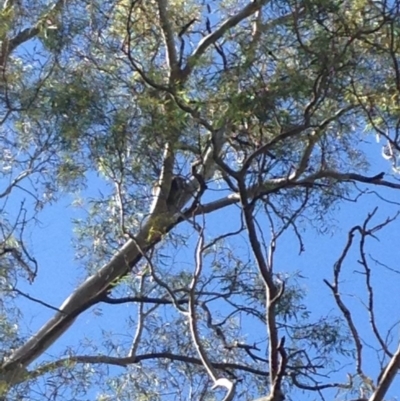 Phascolarctos cinereus (Koala) at Montacute, SA - 21 Nov 2015 by Spotto