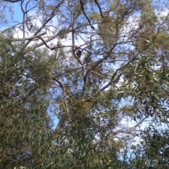 Phascolarctos cinereus (Koala) at Montacute, SA - 21 Nov 2015 by Spotto