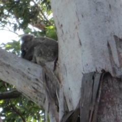 Phascolarctos cinereus (Koala) at Port Macquarie, NSW - 21 Nov 2015 by rosella