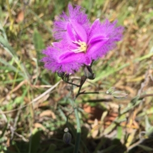 Thysanotus tuberosus subsp. tuberosus at Bungendore, NSW - 21 Nov 2015 12:46 PM