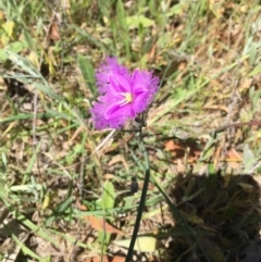 Thysanotus tuberosus subsp. tuberosus at Bungendore, NSW - 21 Nov 2015