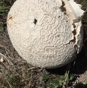 Calvatia sp. at Bungendore, NSW - 21 Nov 2015