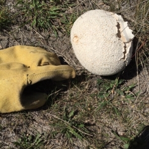 Calvatia sp. at Bungendore, NSW - 21 Nov 2015