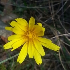 Microseris walteri (Yam Daisy, Murnong) at Mount Majura - 18 Oct 2015 by MAX