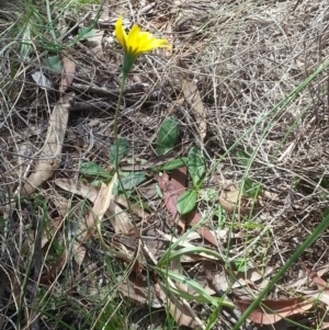 Microseris walteri at Canberra Central, ACT - 18 Oct 2015