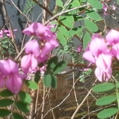 Indigofera australis subsp. australis (Australian Indigo) at Canberra Central, ACT - 18 Oct 2015 by MPW