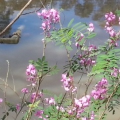 Indigofera australis subsp. australis at Canberra Central, ACT - 18 Oct 2015 02:37 PM