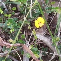 Bossiaea buxifolia (Matted Bossiaea) at Canberra Central, ACT - 18 Oct 2015 by MPW