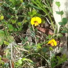Bossiaea buxifolia at Canberra Central, ACT - 18 Oct 2015