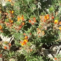 Dillwynia sericea at Mount Majura - 25 Oct 2015 by MPW