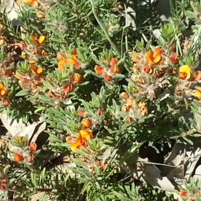 Dillwynia sericea at Mount Majura - 25 Oct 2015 by MPW