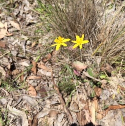 Hypoxis hygrometrica (Golden Weather-grass) at Bungendore, NSW - 21 Nov 2015 by yellowboxwoodland