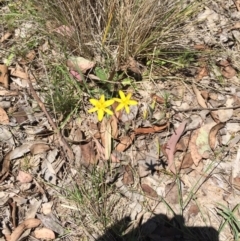 Hypoxis hygrometrica at Bungendore, NSW - 21 Nov 2015 02:21 PM