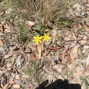 Hypoxis hygrometrica at Bungendore, NSW - 21 Nov 2015 02:21 PM