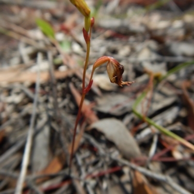 Caleana minor (Small Duck Orchid) at Canberra Central, ACT - 21 Nov 2015 by CathB