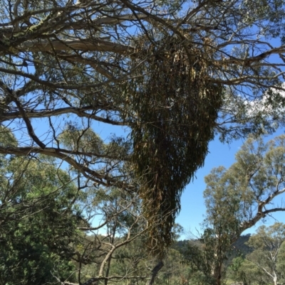 Amyema miquelii (Box Mistletoe) at Bungendore, NSW - 21 Nov 2015 by yellowboxwoodland