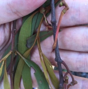 Amyema miquelii at Bungendore, NSW - 21 Nov 2015 03:15 PM