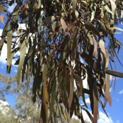 Amyema miquelii at Bungendore, NSW - 21 Nov 2015 03:15 PM